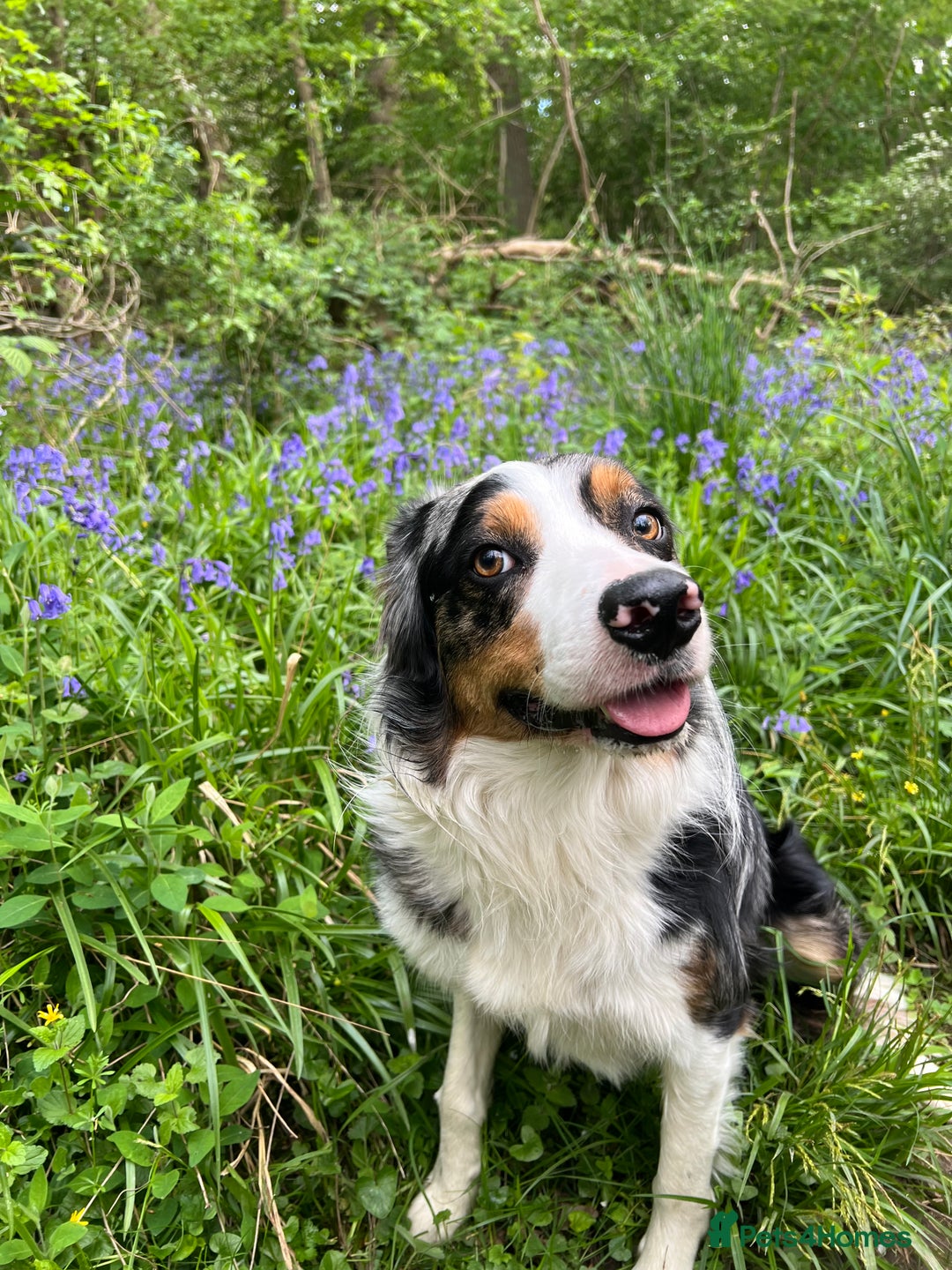 Border Collie dogs for stud: Stud Dog Available – Poe - Image 8