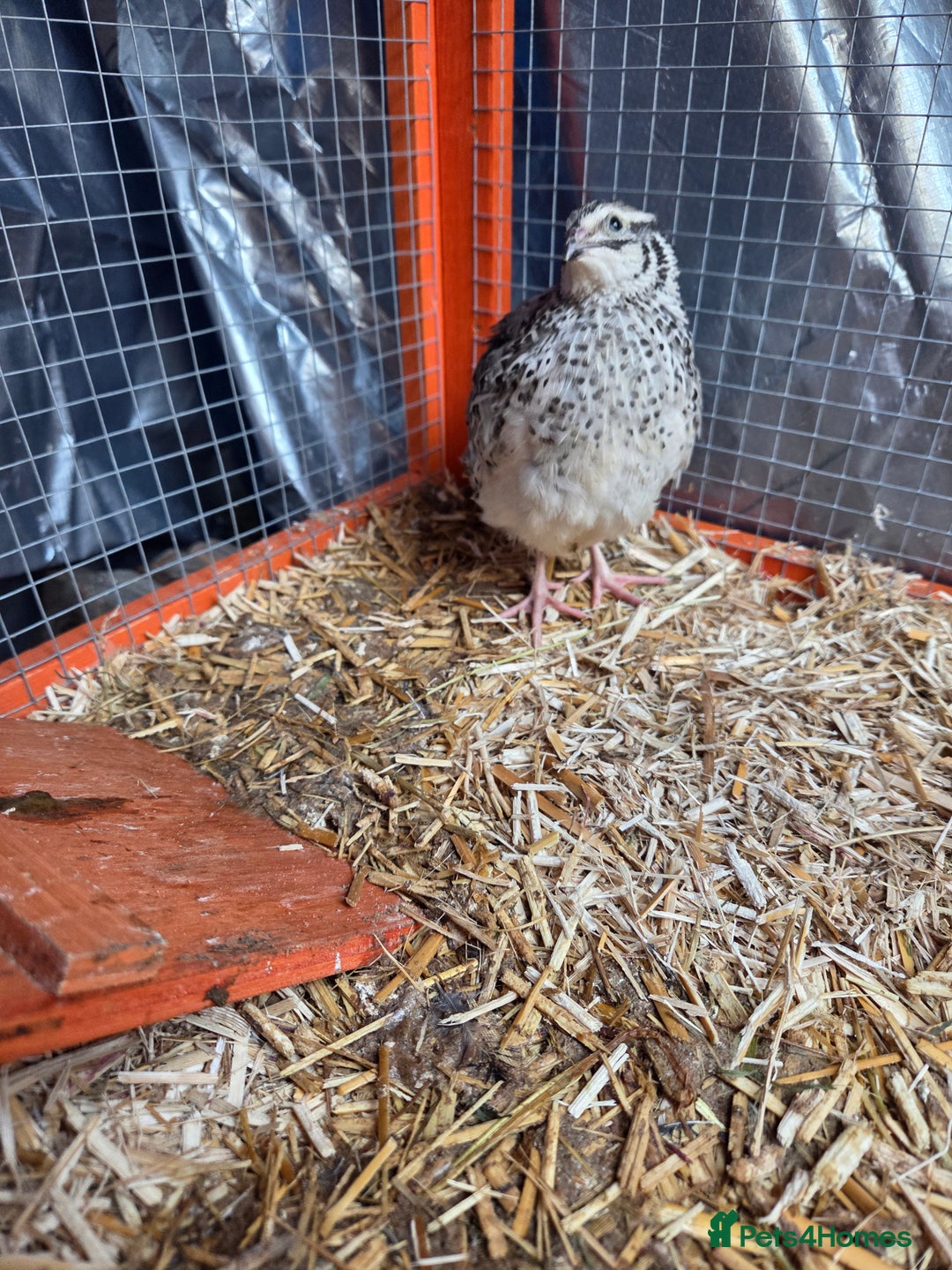 Quail poultry for sale: Male Quail - Advert 3