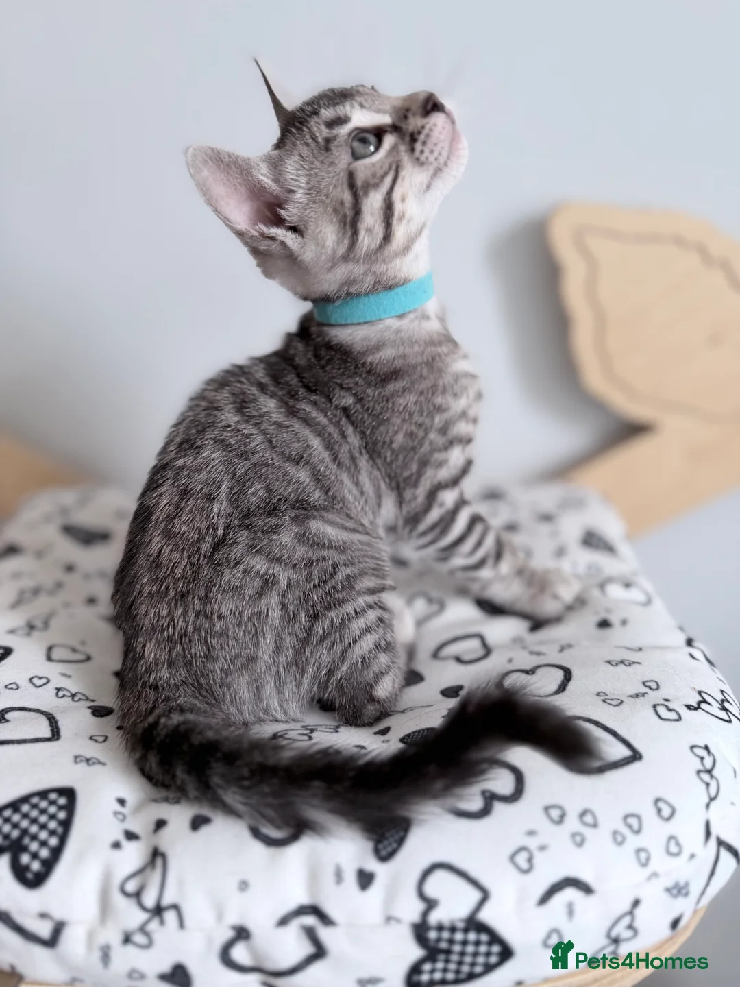 Bengal cats for sale: Exceptional Silver, Blue & Brown Bengal Kittens  in Basingstoke - Advert 2