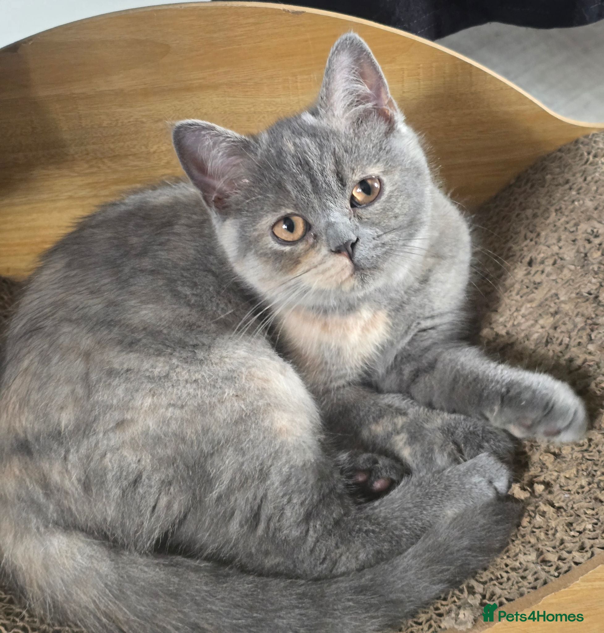 British Shorthair cats Ready to leave kittens looking for a forever home  - Advert 15