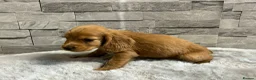 Cocker Spaniel dogs for sale: Show cocker spaniel puppies  - Advert 4