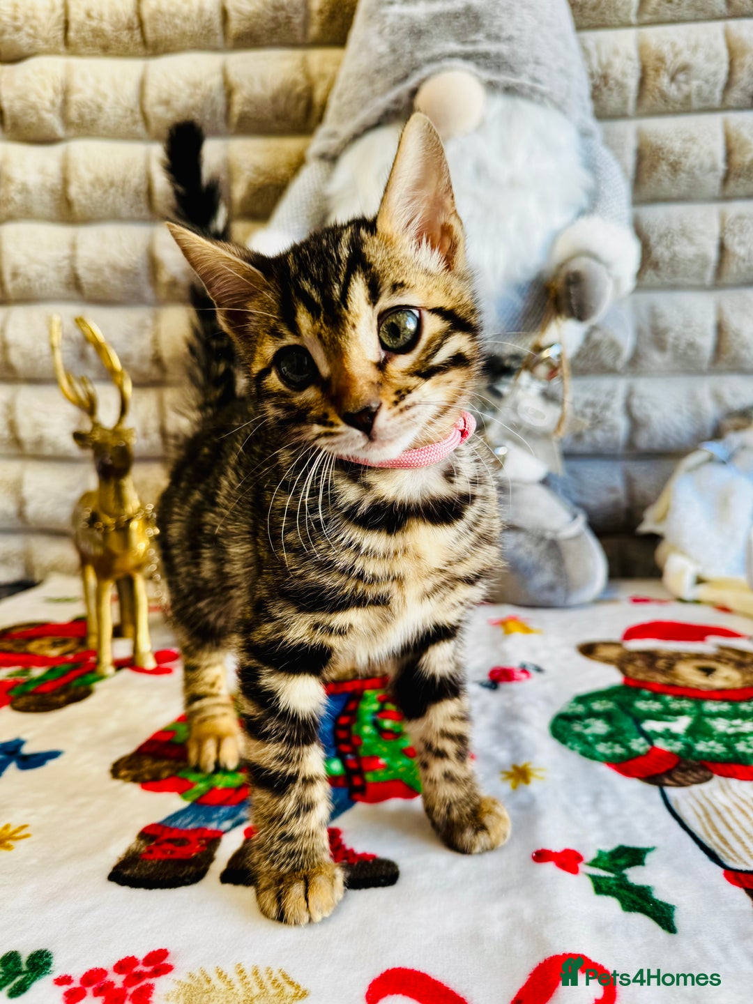 Bengal cats for sale: Enchanting Bengal Kittens - Advert 2