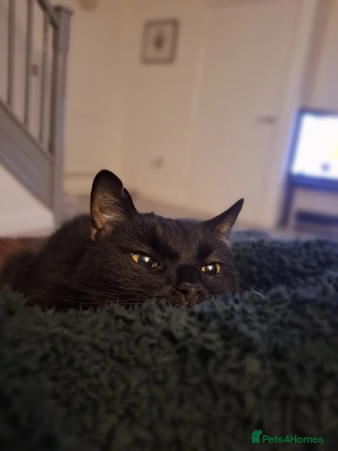 Domestic Shorthair cats for sale: Jaguar needs a new home - Advert 6