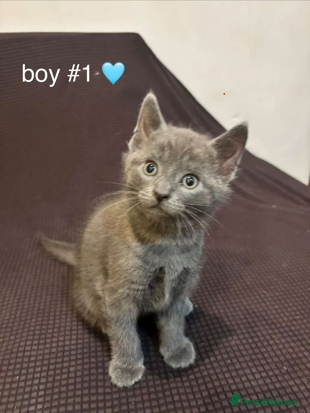 British Shorthair cats for sale: 3 Adorable Kittens Looking For Their Forever Homes - Advert 2