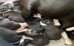 Boston Terrier dogs for sale: 🐾 Adorable Wildax Puppies! 🐾 - Image 1