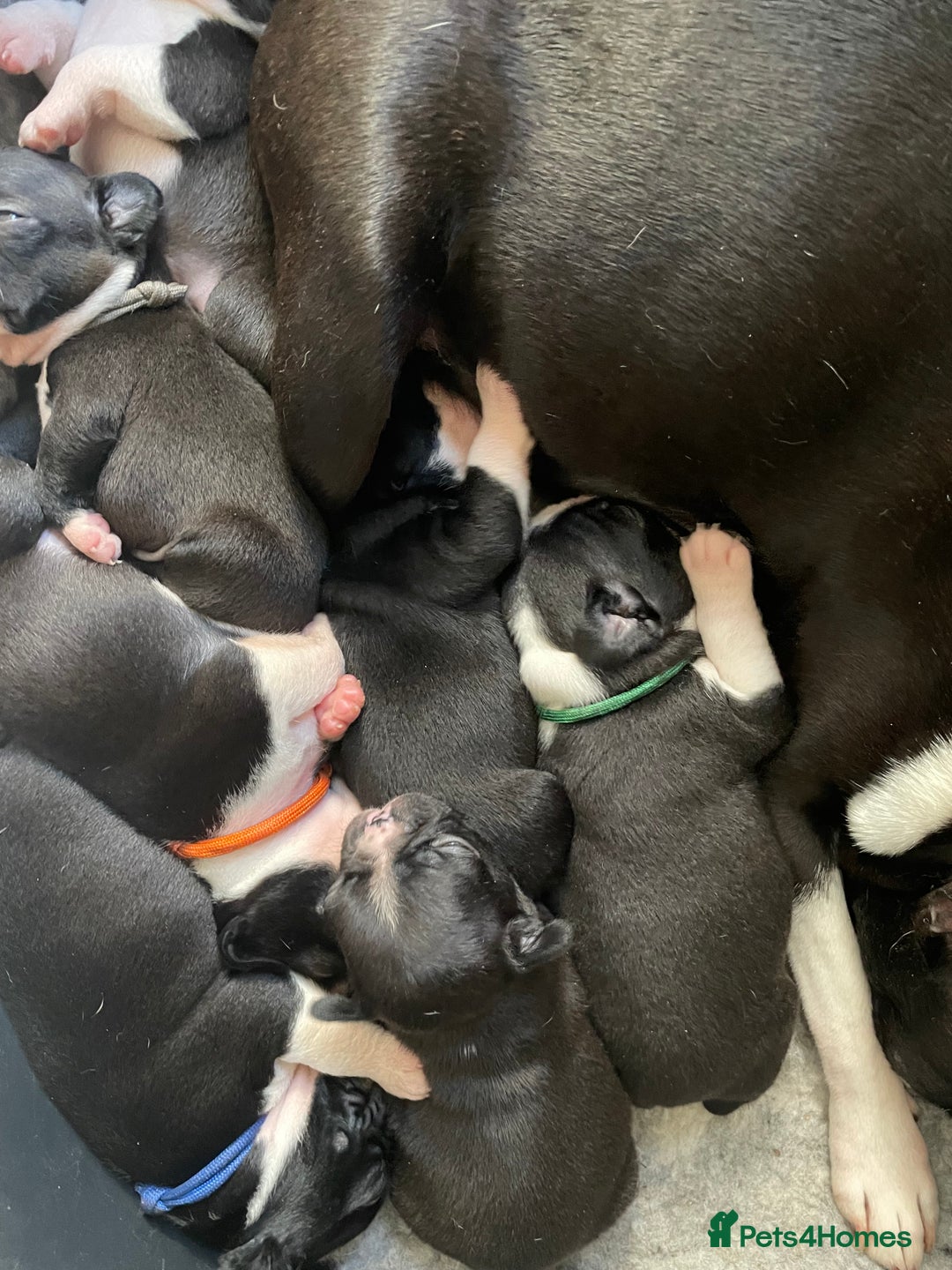 Boston Terrier dogs for sale: 🐾 Adorable Wildax Puppies! 🐾 - Image 1