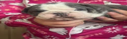 English Bulldog dogs for sale: English bulldog puppies - Advert 4
