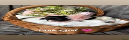 Cocker Spaniel dogs for sale: ✨🐾 EXQUISITE WORKING COCKER SPANIEL PUPPIES 🐾✨ - Advert 17