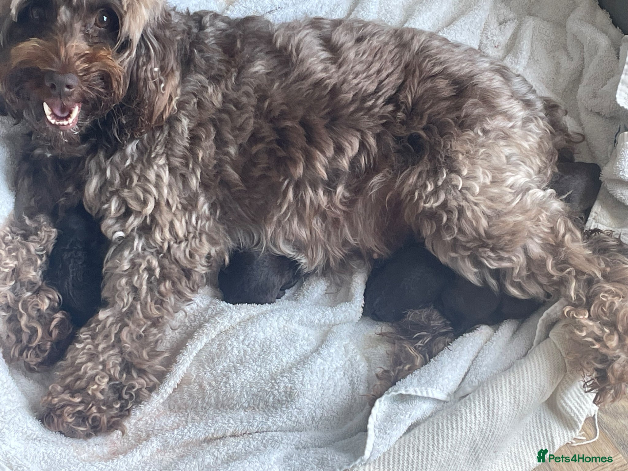 Cockapoo dogs 3 Female Gorgeous Cockapoos - Advert 3