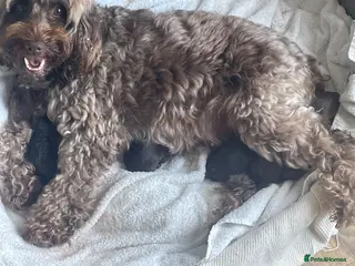 Cockapoo dogs 3 Female Gorgeous Cockapoos - Advert 1