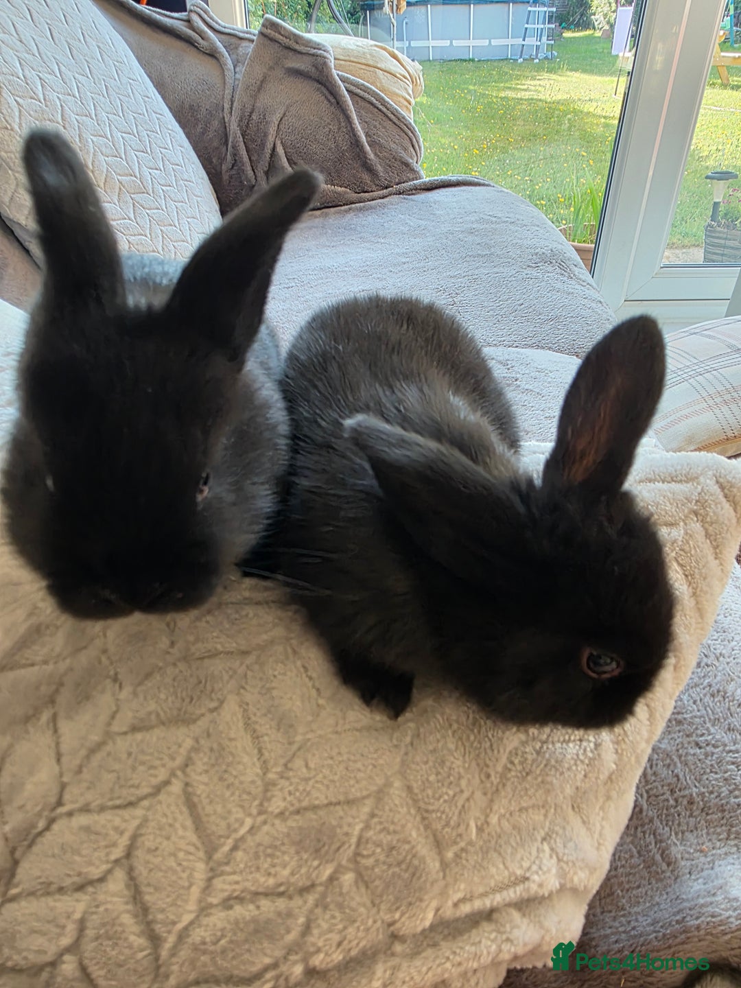 Mini Lop rabbits for sale: Baby mini lop rabbits - Image 9