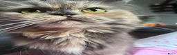 Persian cats for sale: Persian fluffy kittens - Advert 6