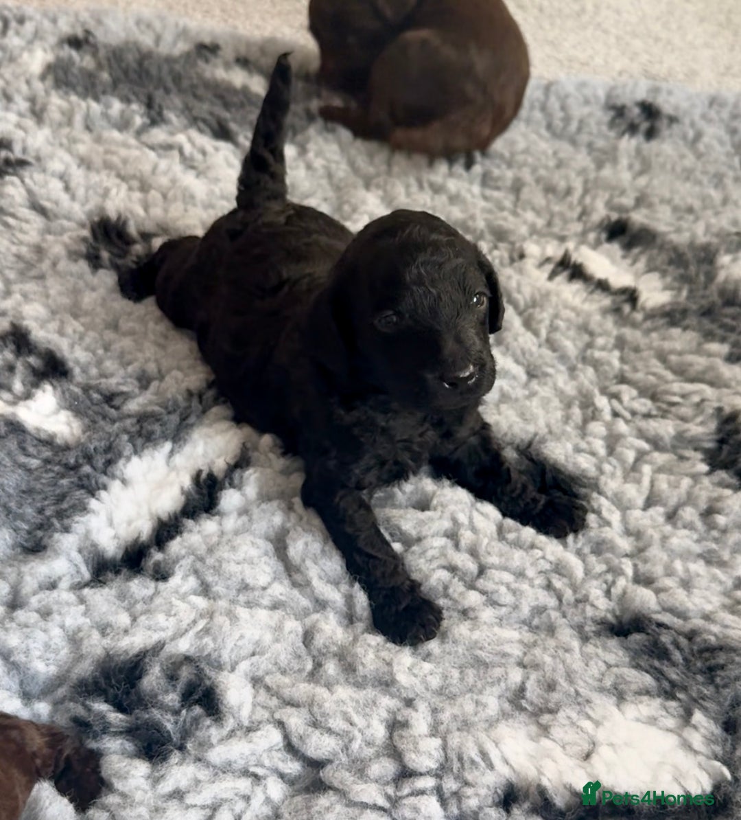 Cockapoo dogs for sale: 🐾 Beautiful F1B Cockapoos –Health Tested Parents  - Image 17