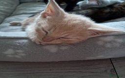 British Shorthair cats for sale: Gorgeous 8 week old kittens  - Image 5