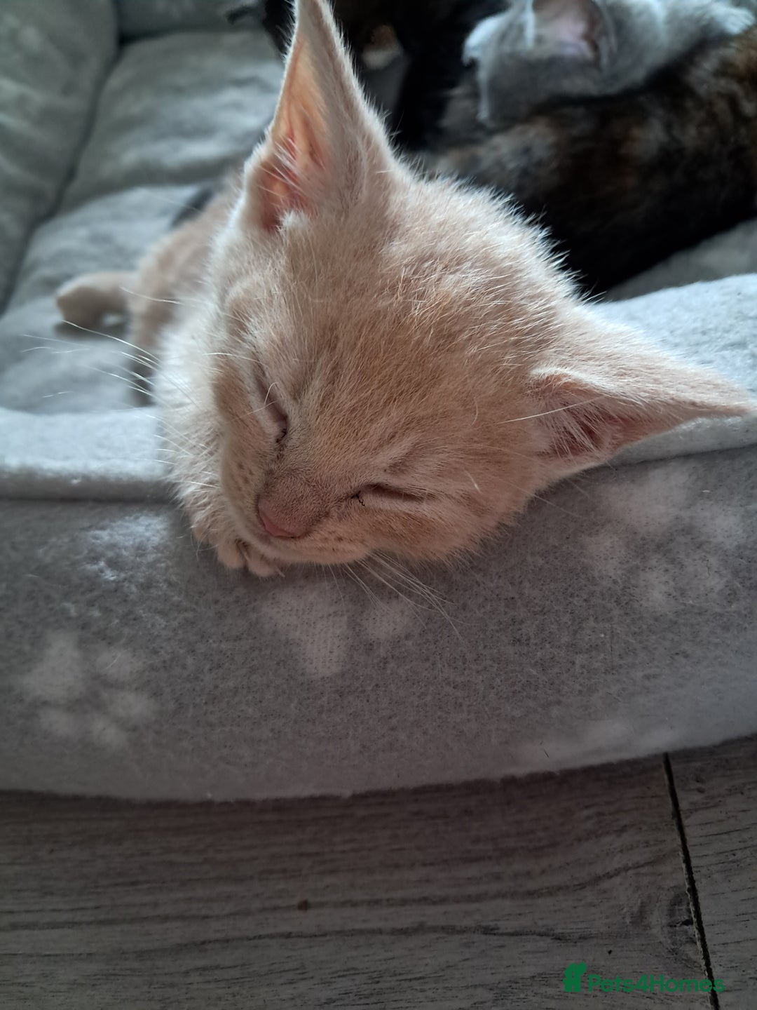 British Shorthair cats for sale: Gorgeous 8 week old kittens  - Image 5