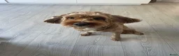 Cavapoo dogs for sale: Friendly Rex in Leicester - Advert 1