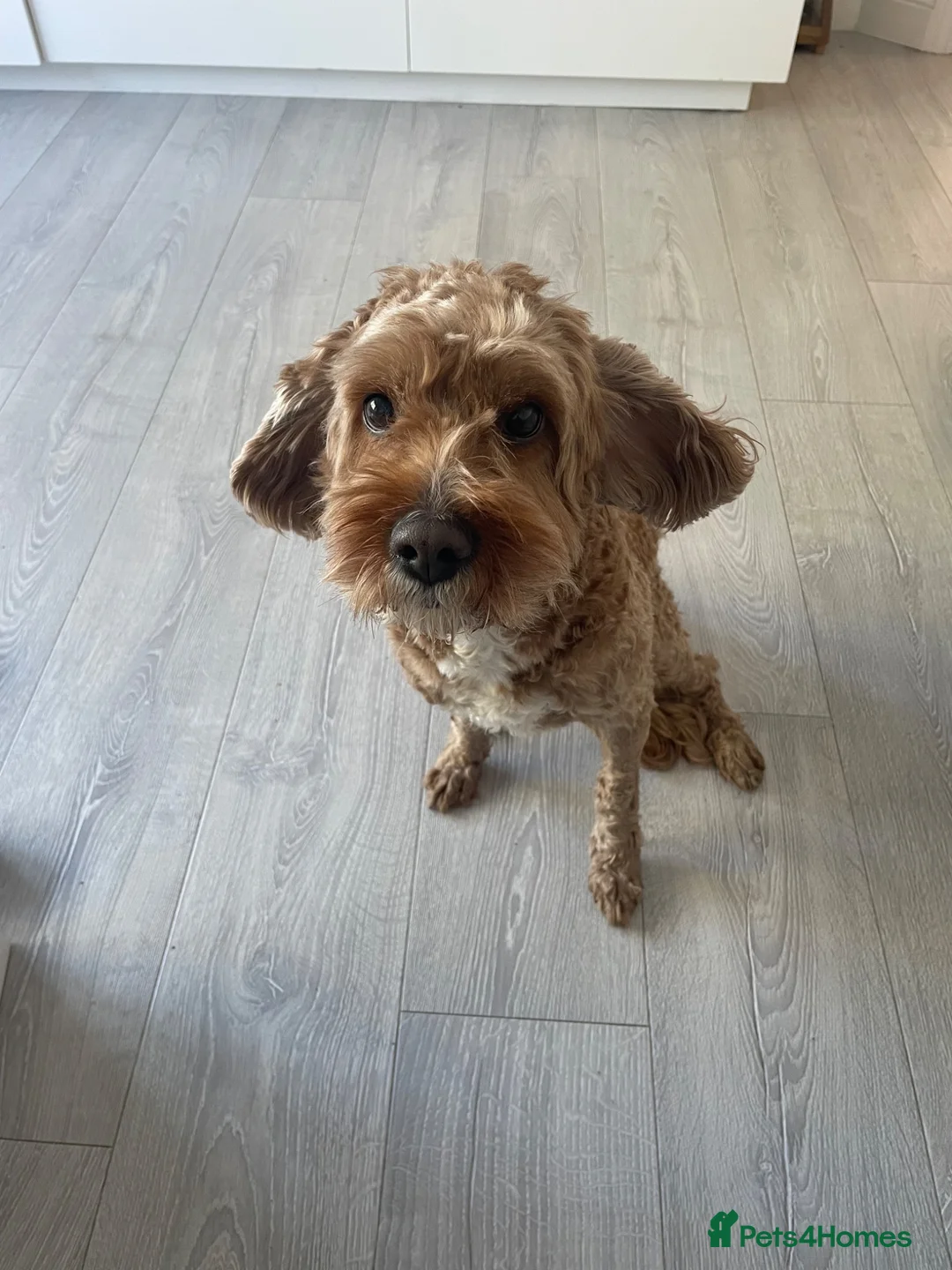 Cavapoo dogs for sale: Friendly Rex in Leicester - Advert 1