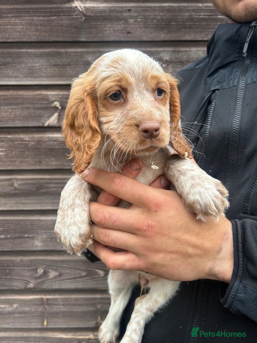 Sprocker dogs for sale: Sprocker pups for sale in Forfar - Advert 2