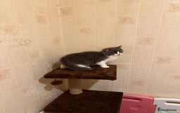 Ragdoll cats for sale: Ragdoll x Kittens - Image 4