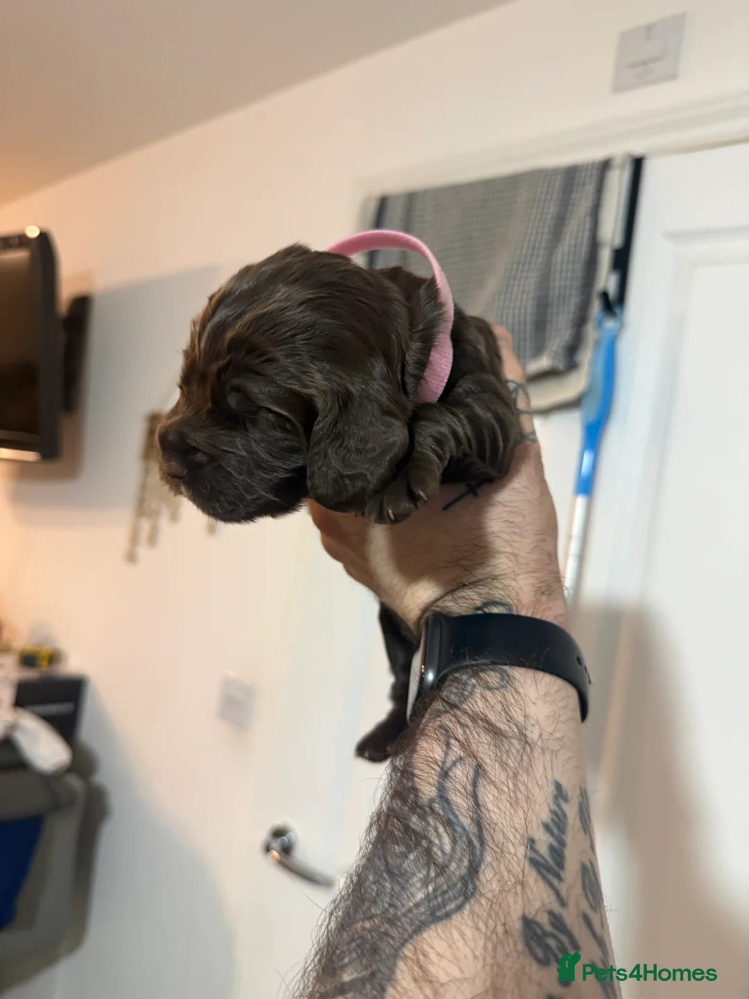 Cocker Spaniel dogs for sale: 3 Cocker Spaniel puppies. AVAILABLE TO VIEW - Advert 20