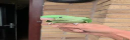 Parakeets birds for sale: Hand-Reared Baby Alexanderine Available to Reserve - Advert 2