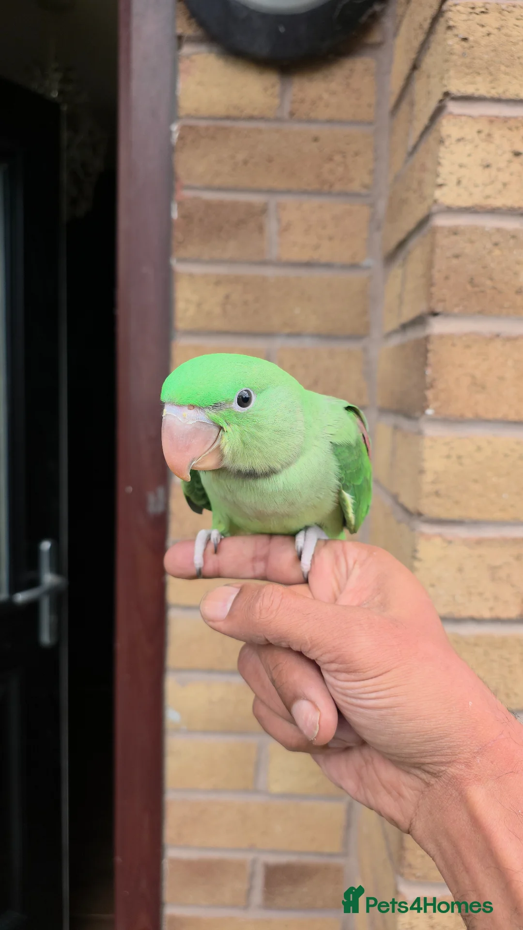 Parakeets birds for sale: Hand-Reared Baby Alexanderine Available to Reserve - Advert 2