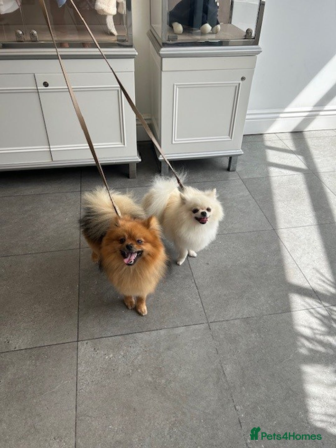 Pomeranian dogs for sale: Tiny Pomeranian Puppies - Advert 3