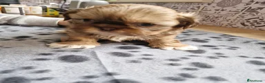 Shih Tzu 2