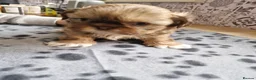 Shih Tzu dogs for sale: KC REG PEDIGREE SHIH TZU PUPPIES - Advert 25