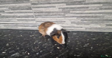 Guinea Pig rodents - Advert 5