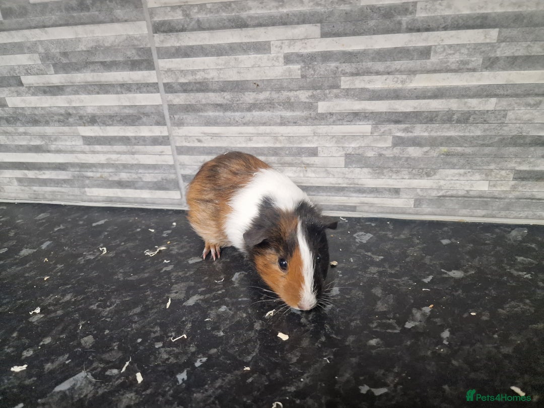 Guinea Pig rodents for sale: Female baby guinea pigs ready now - Image 3
