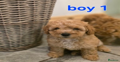 Maltipoo dogs 🐶 1 beautiful maltipoo boy ready on 27/11/25 🐶 - Advert 10