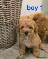 Maltipoo dogs 🐶 1 beautiful maltipoo boy ready on 27/11/25 🐶 - Advert 10