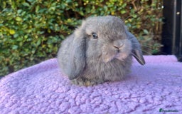 Mini Lop rabbits for sale: Mini lops available  - Image 10