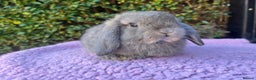 Mini Lop rabbits for sale: Mini lops available  - Advert 14