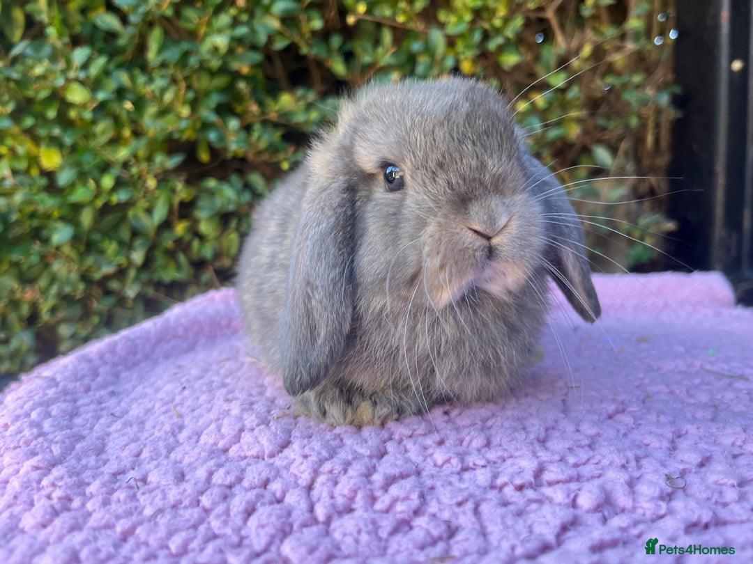 Mini Lop rabbits for sale: Mini lops available  - Image 10