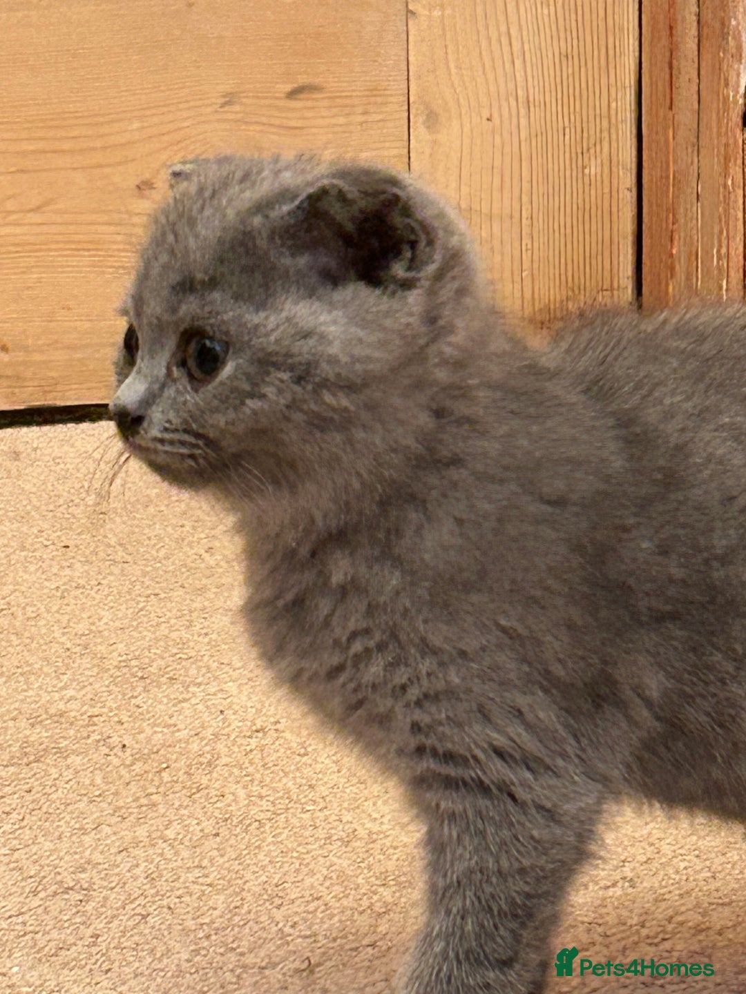 Scottish Fold cats for sale: 🌸🌸Blue  Fold girls available for reservation 🌸 - Image 6