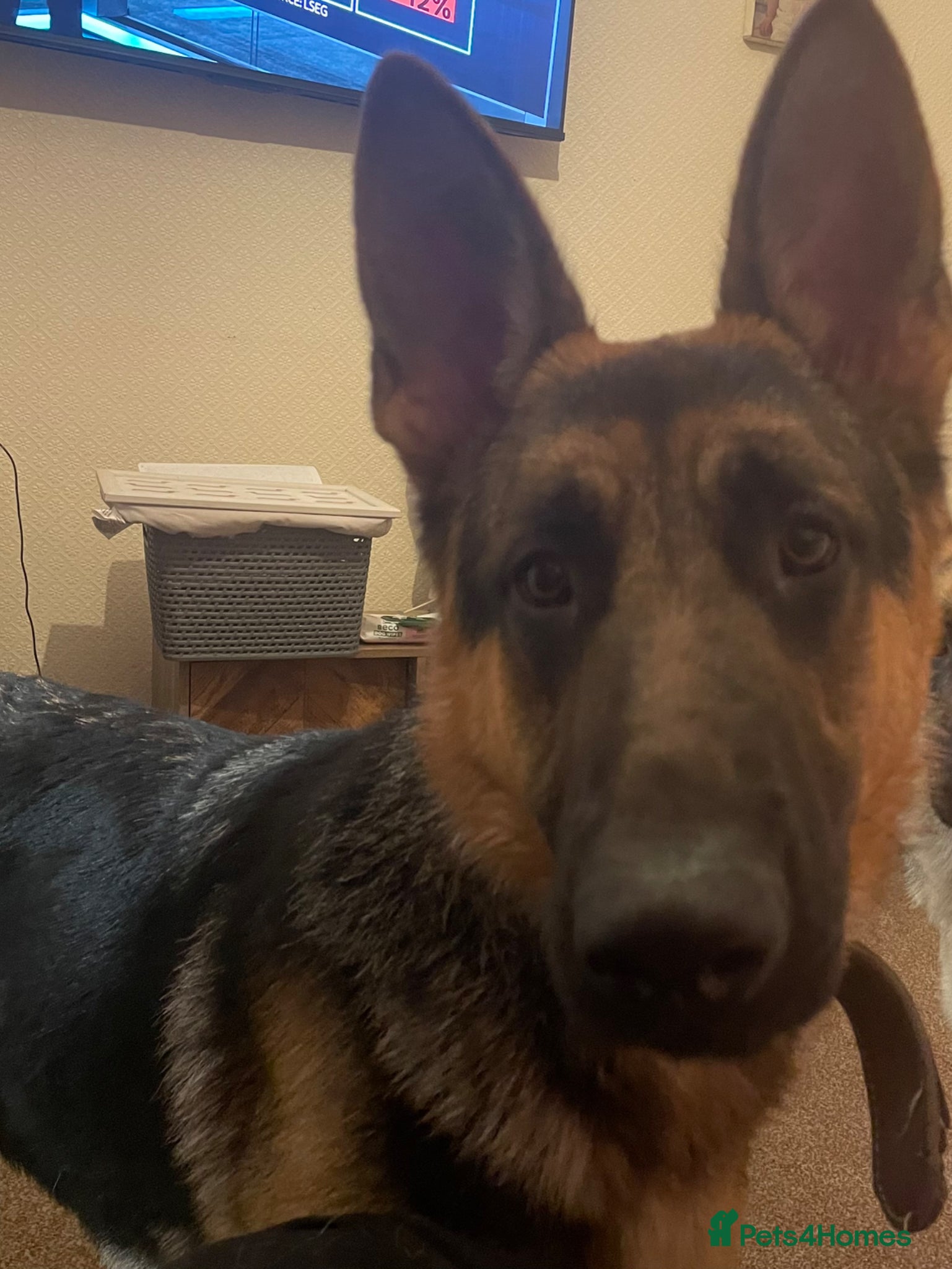 German Shepherd dogs Male German shepherd  - Advert 6