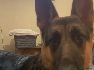 German Shepherd dogs Male German shepherd - Advert 6