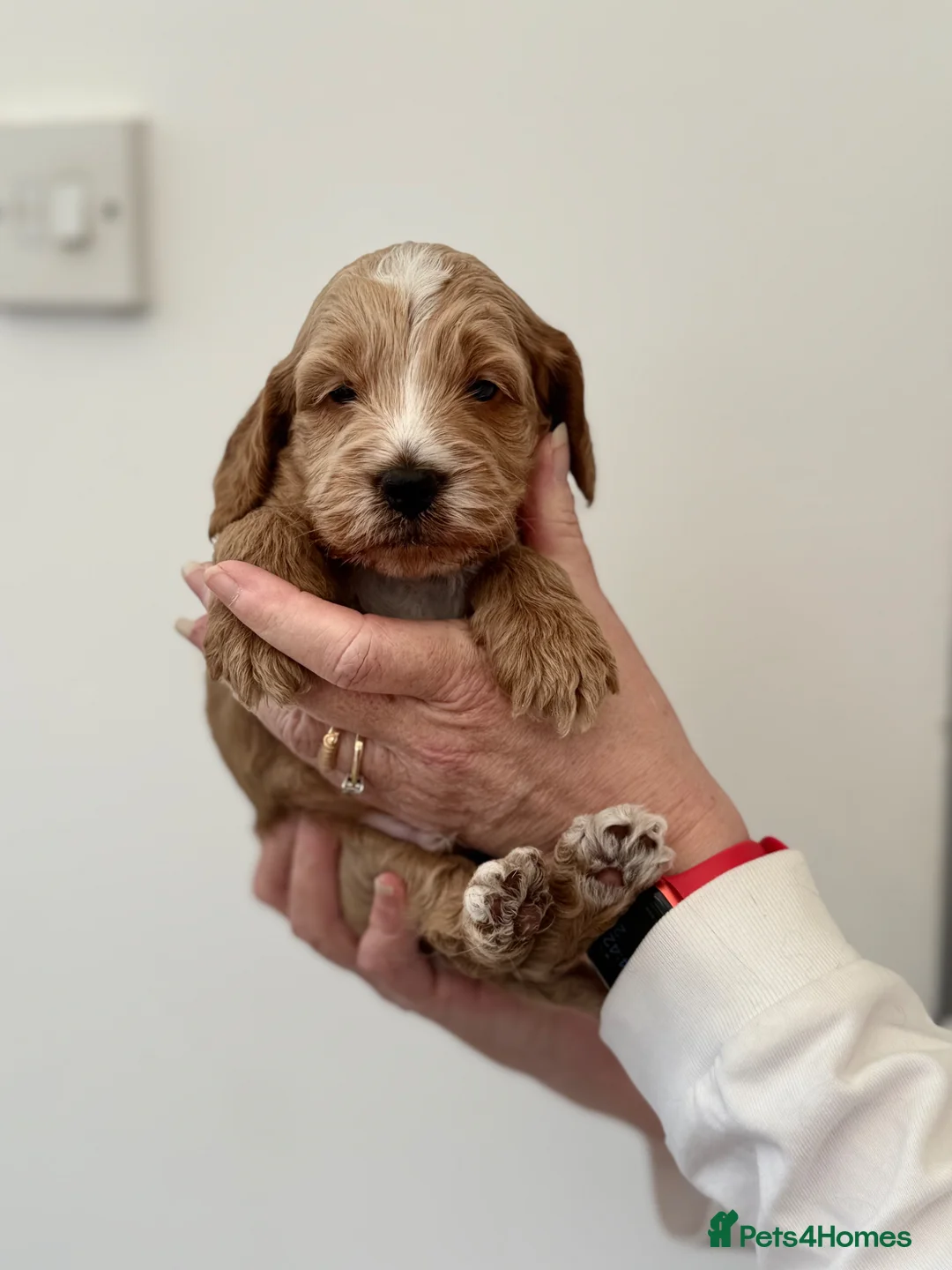 Cockapoo dogs for sale: F1 show line cockapoo puppies - Advert 2