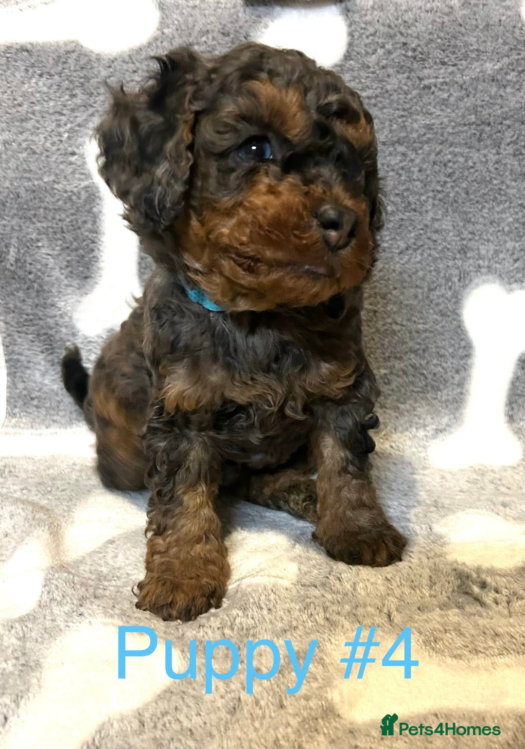 Cavapoo dogs for sale: Stunning Merle toy f1b Cavapoo puppies - Advert 5