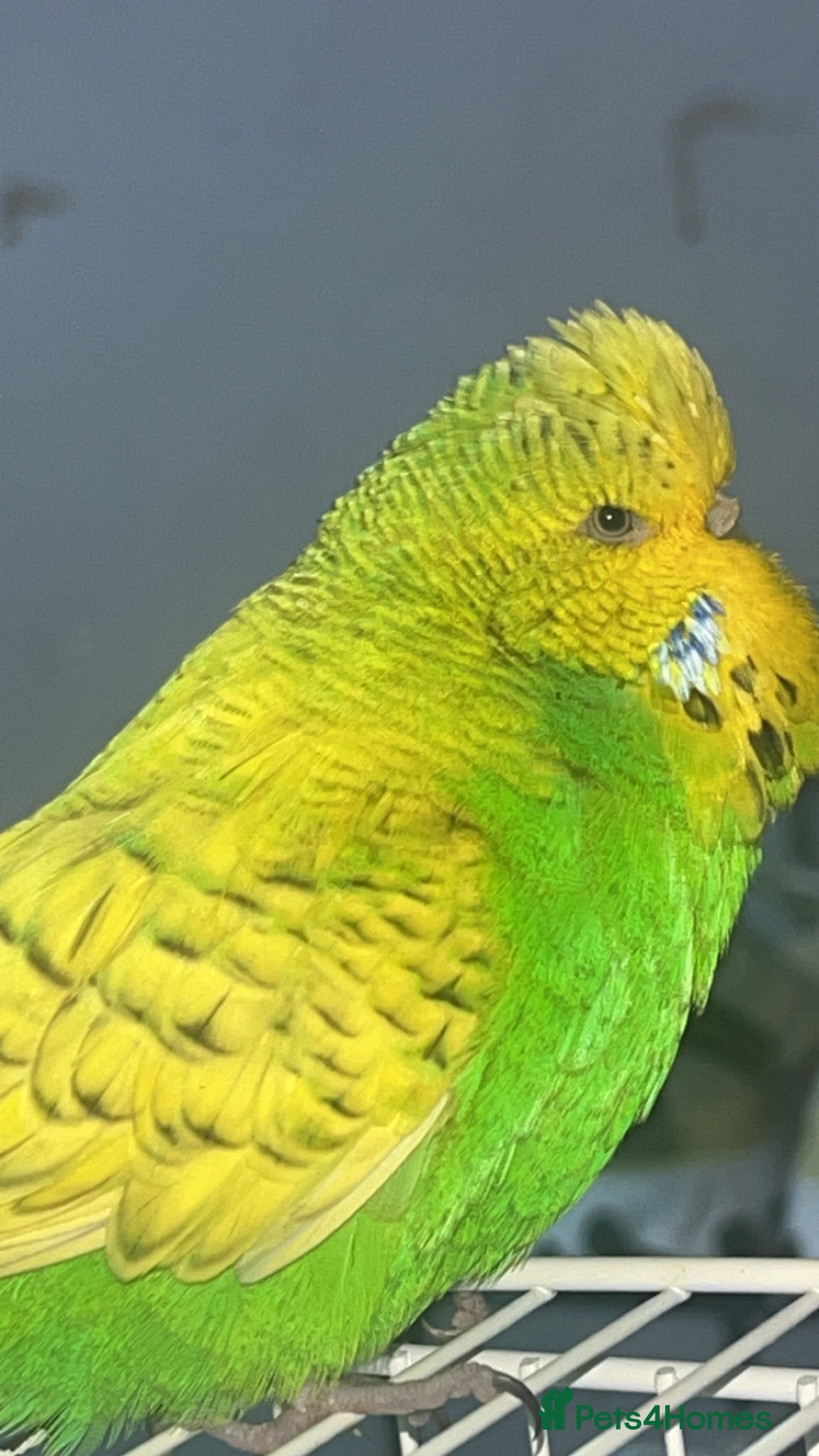 Mixed Breed birds 3 budgies 2 parakeets - Advert 1