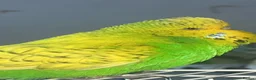 Mixed Breed birds for sale: 3 budgies 2 parakeets - Advert 1