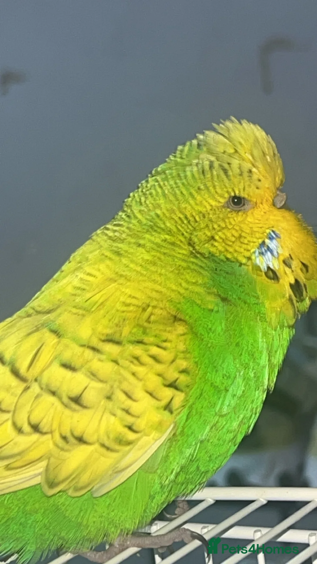 Mixed Breed birds for sale: 3 budgies 2 parakeets - Advert 1