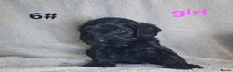 Cockapoo dogs for sale: 8 beautiful puppies for sale in Swadlincote - Advert 5