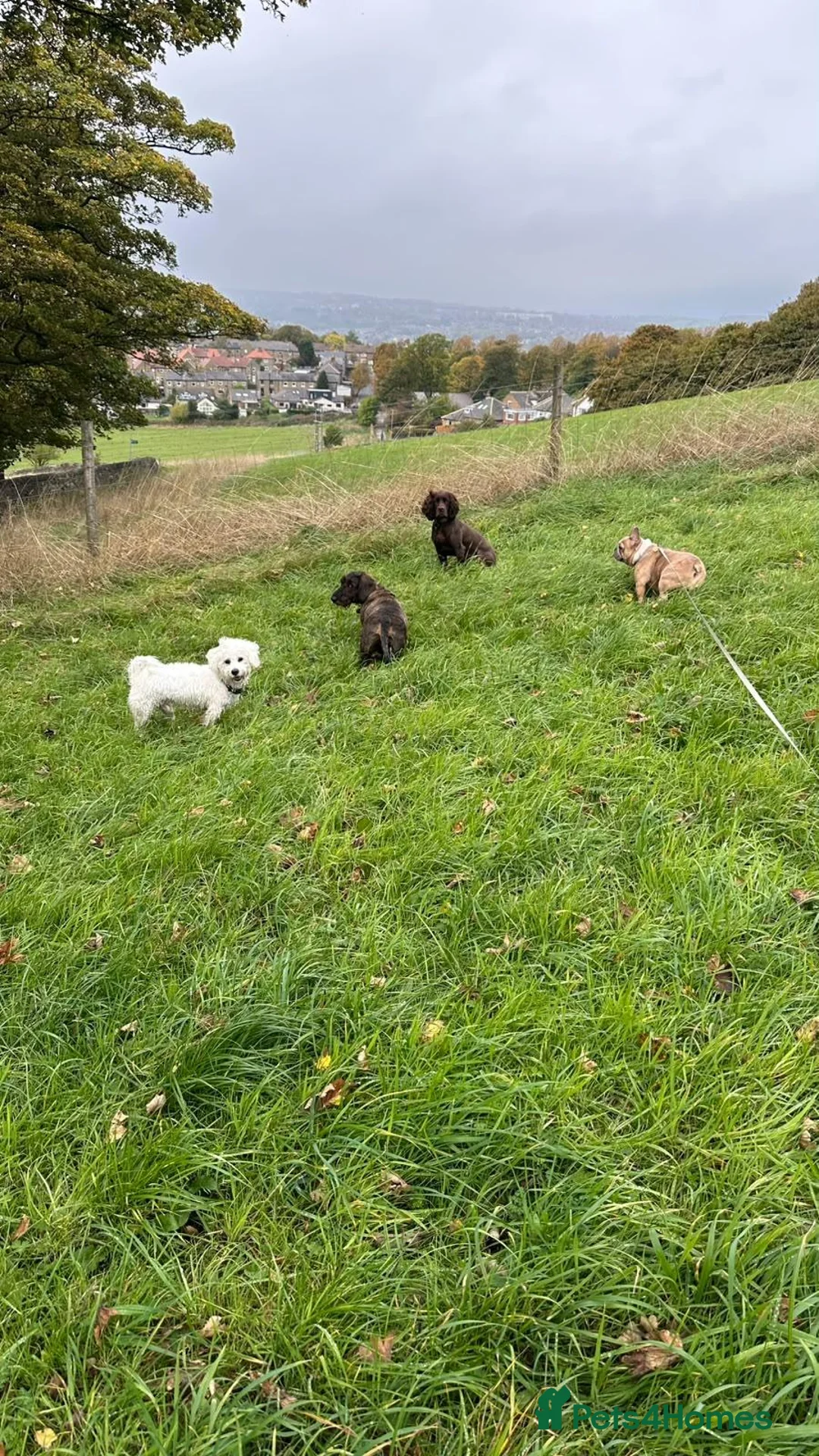 French Bulldog dogs for sale: Female french bulldog age 2 in Huddersfield - Advert 2
