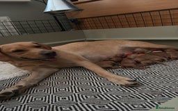 Labrador Retriever dogs for sale: Female Yellow Labrador Puppy  - Image 17