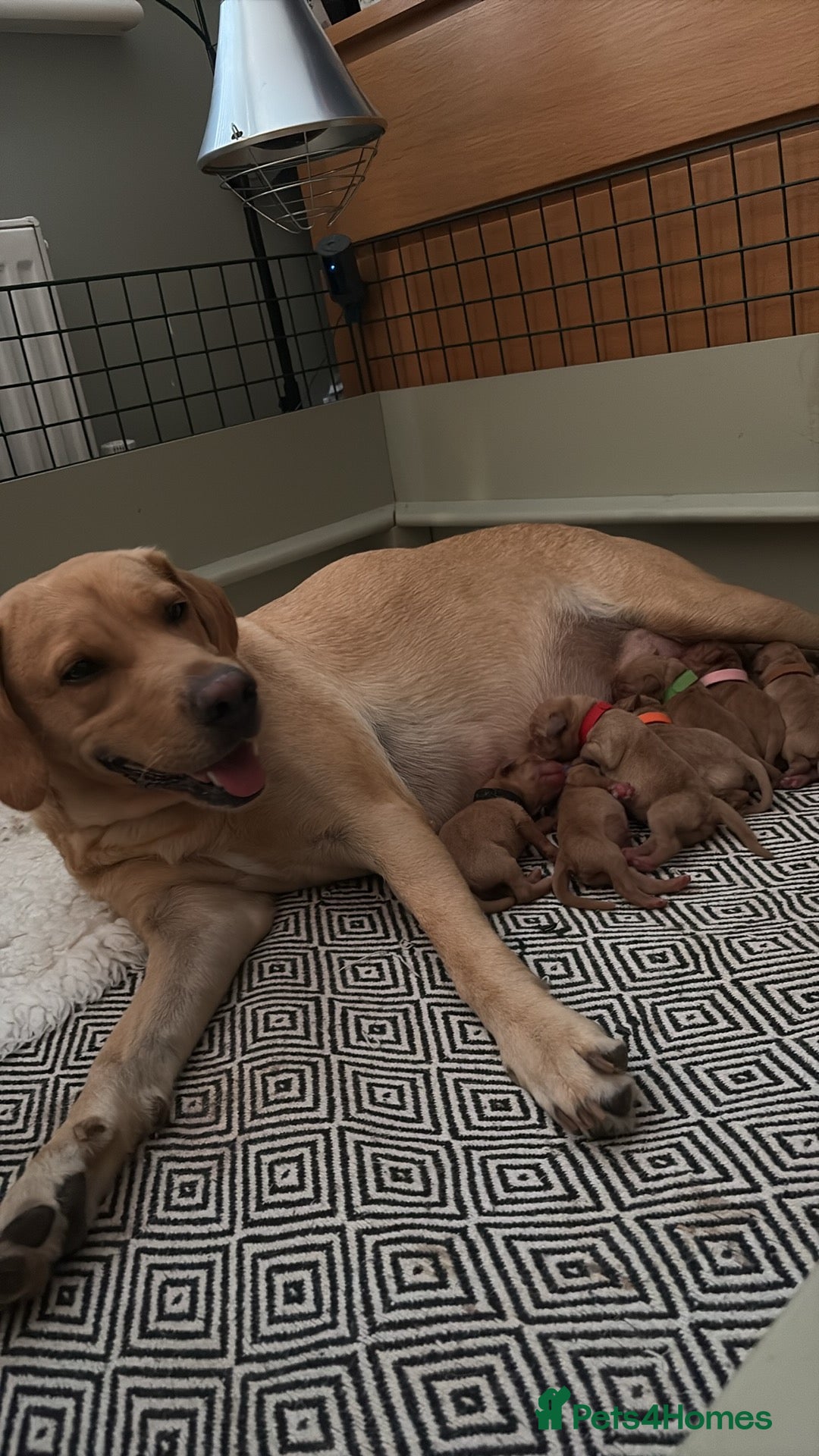 Labrador Retriever dogs for sale: Female Yellow Labrador Puppy  - Image 17