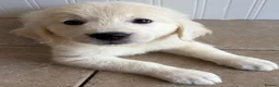 Golden Retriever dogs for sale: Lovely, confident playful puppies - Advert 15