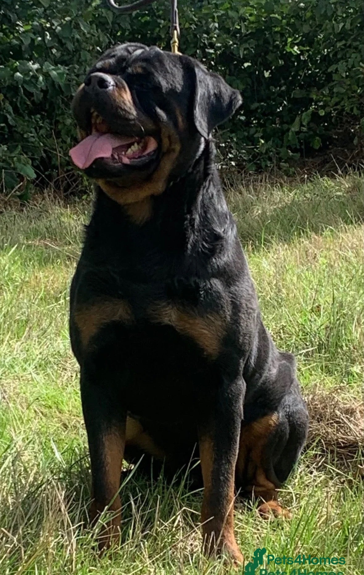 Rottweiler dogs Quality Rottweiler Male Puppies–Beautiful Boys - Advert 2